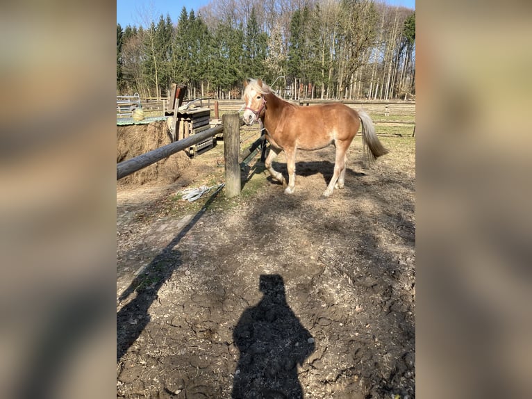 Edelbluthaflinger Gelding 3 years 14.2 hh Brown-Light in Lienen