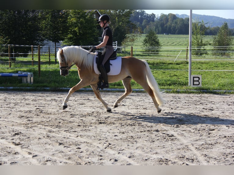 Edelbluthaflinger Gelding 3 years 14,2 hh Chestnut-Red in Bad Feilnbach