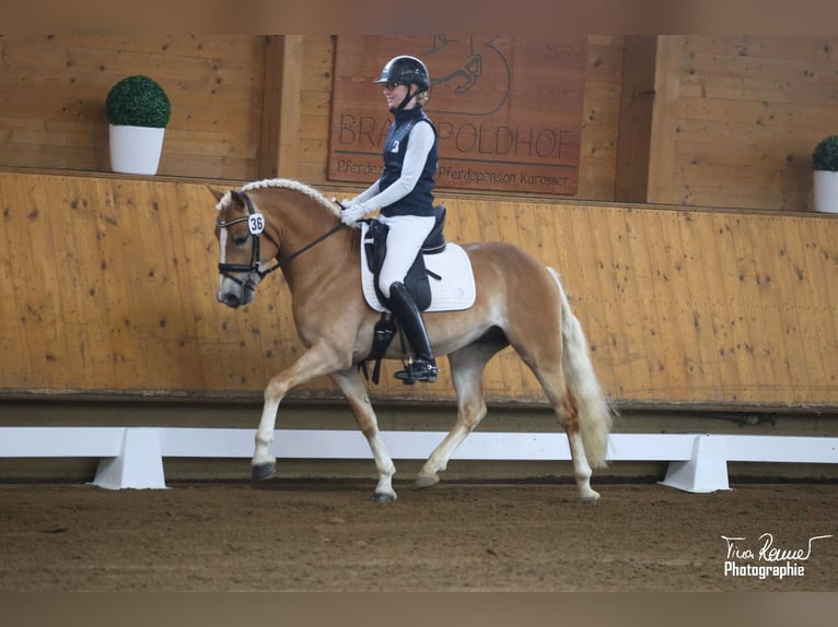 Edelbluthaflinger Gelding 3 years 14,2 hh Chestnut-Red in Bad Feilnbach