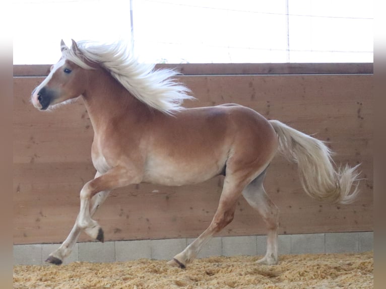 Edelbluthaflinger Gelding 3 years 14.2 hh Chestnut-Red in Ebermannsdorf