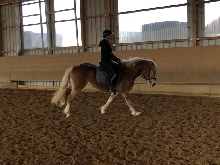 Edelbluthaflinger Gelding 3 years 14,2 hh Chestnut-Red in Tussenhausen