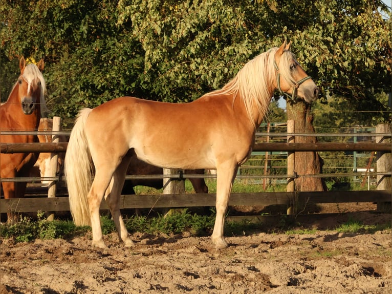 Edelbluthaflinger Gelding 3 years 14.2 hh Chestnut-Red in Hamm