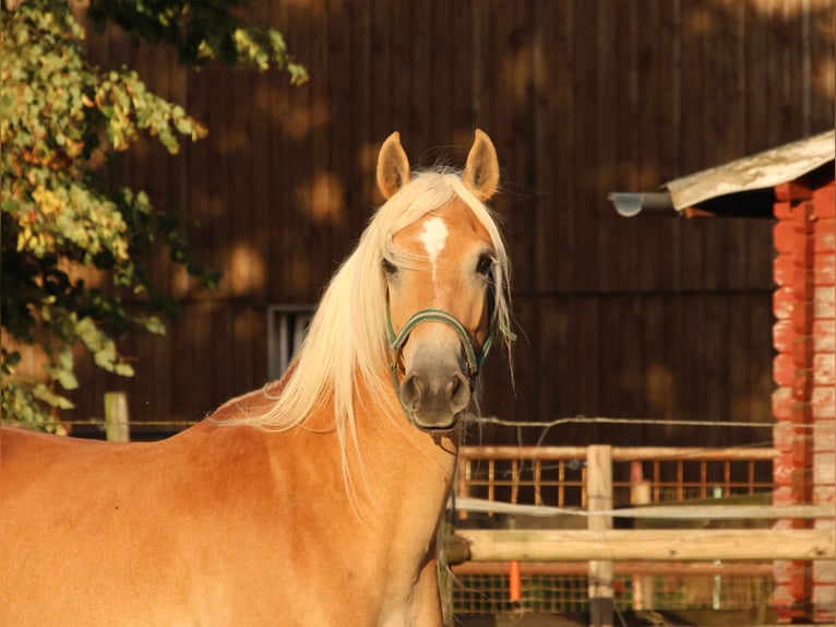 Edelbluthaflinger Gelding 3 years 14.2 hh Chestnut-Red in Hamm