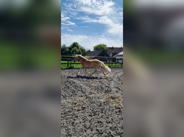Edelbluthaflinger Gelding 3 years 14.2 hh Chestnut-Red in Berg