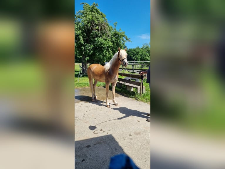 Edelbluthaflinger Gelding 3 years 14.2 hh Chestnut-Red in Berg