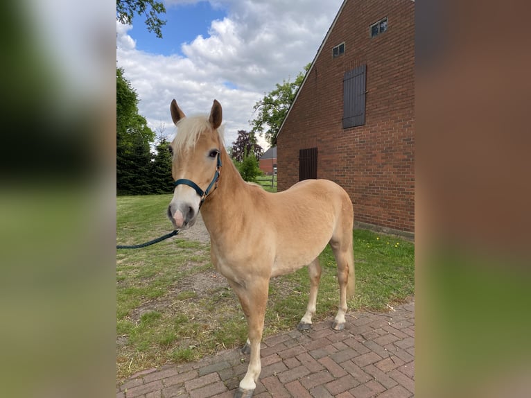 Edelbluthaflinger Gelding 3 years 14 hh Chestnut-Red in Neuenkirchen-Vörden