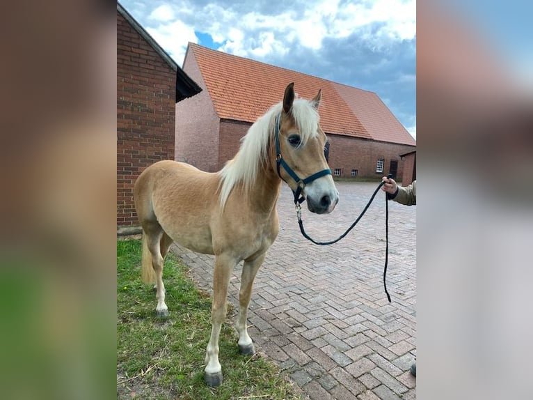 Edelbluthaflinger Gelding 3 years 14 hh Chestnut-Red in Neuenkirchen-Vörden