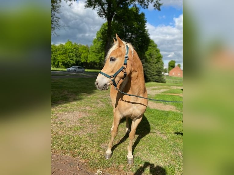 Edelbluthaflinger Gelding 3 years 14 hh Chestnut-Red in Neuenkirchen-Vörden