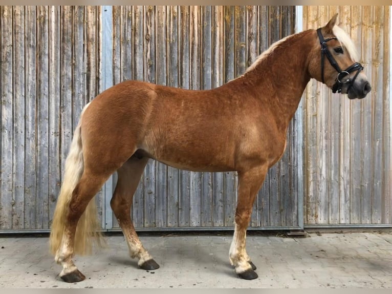 Edelbluthaflinger Gelding 3 years 14,1 hh Chestnut-Red in Bayrischzell