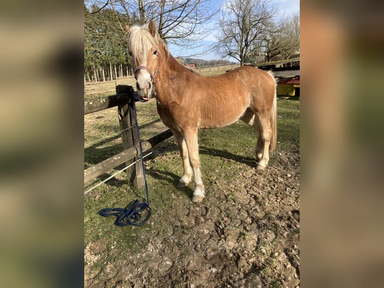 Edelbluthaflinger Gelding 3 years 14,2 hh Brown-Light in Lienen