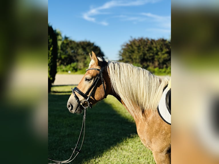 Edelbluthaflinger Gelding 3 years 14,2 hh Chestnut-Red in Melle