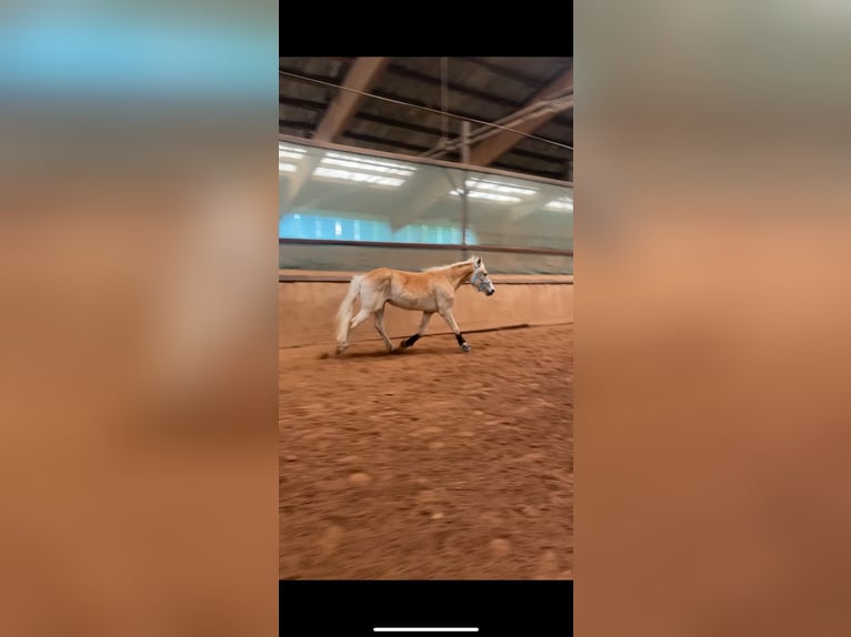 Edelbluthaflinger Gelding 3 years 14,2 hh Chestnut-Red in H&#xFC;ffenhardt