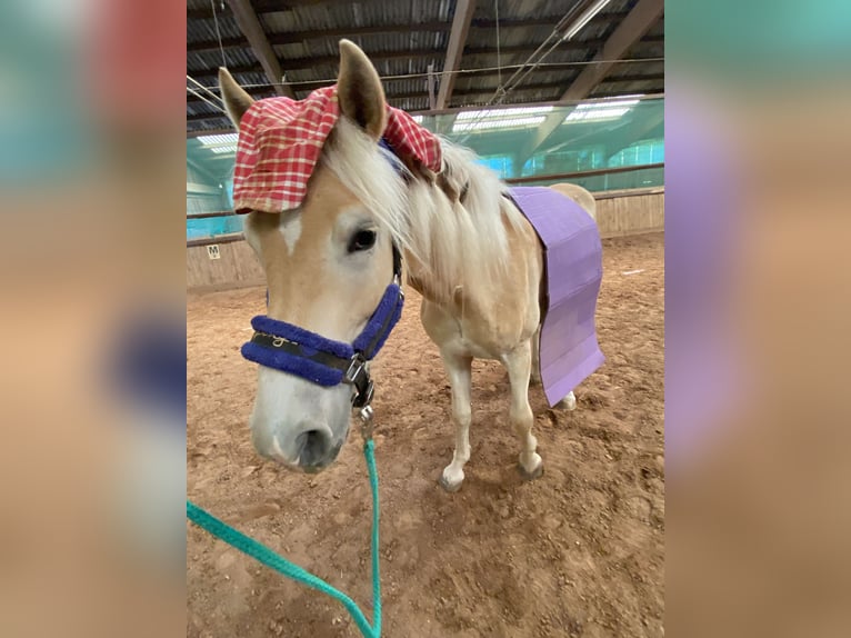 Edelbluthaflinger Gelding 3 years 14,2 hh Chestnut-Red in H&#xFC;ffenhardt