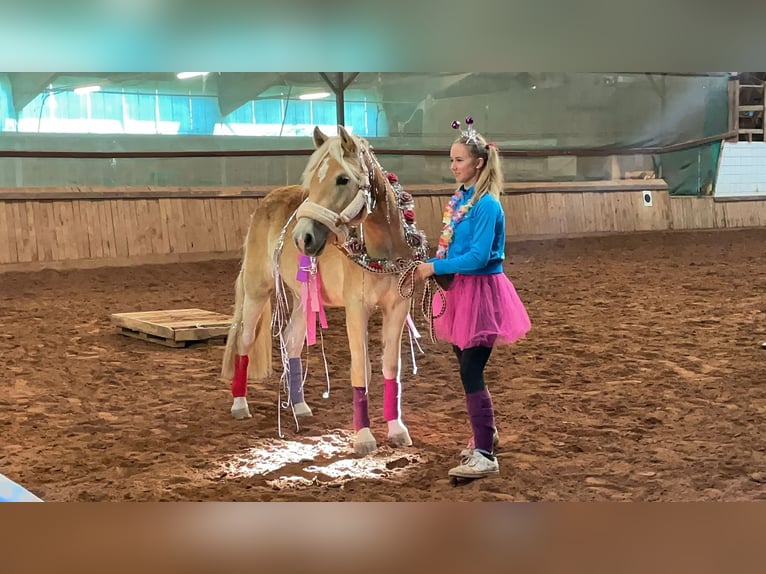 Edelbluthaflinger Gelding 3 years 14,2 hh Chestnut-Red in H&#xFC;ffenhardt