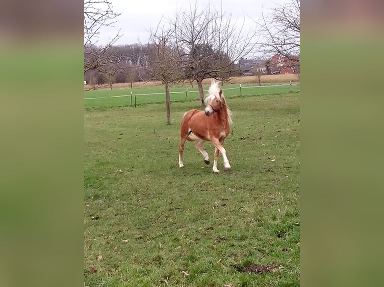 Edelbluthaflinger Gelding 3 years 14,2 hh  in Hamm