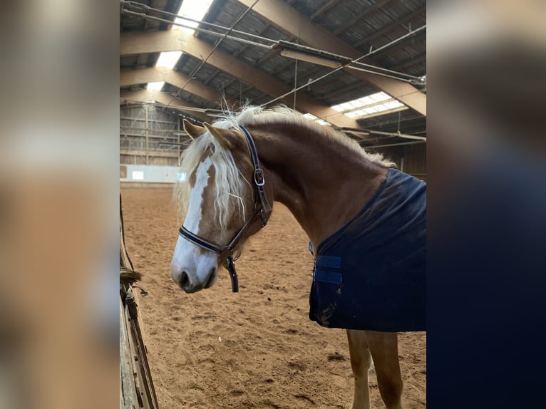 Edelbluthaflinger Gelding 3 years 14,3 hh Chestnut-Red in H&#xFC;ffenhardt
