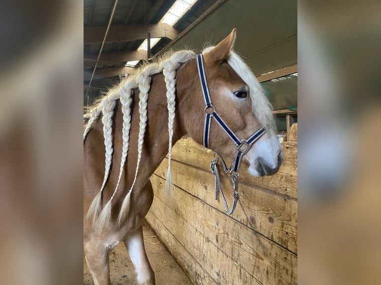 Edelbluthaflinger Gelding 3 years 14,3 hh Chestnut-Red in H&#xFC;ffenhardt