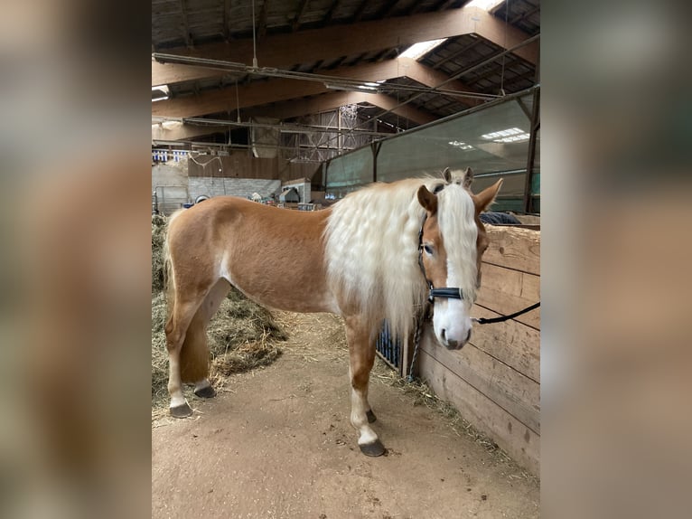 Edelbluthaflinger Gelding 3 years 14,3 hh Chestnut-Red in H&#xFC;ffenhardt