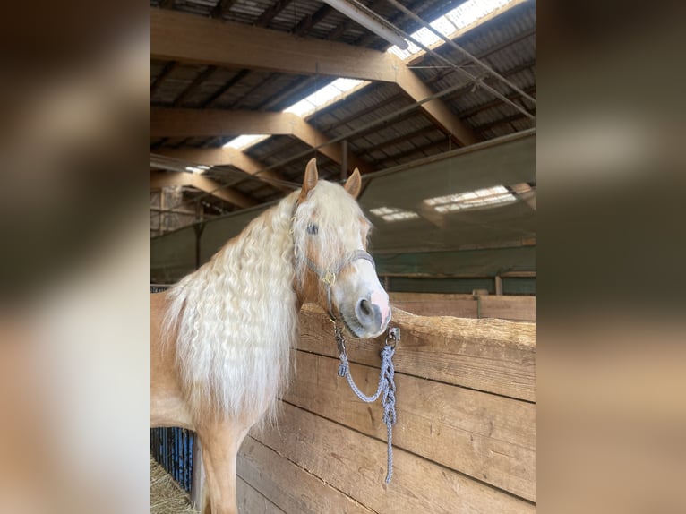 Edelbluthaflinger Gelding 3 years 14,3 hh Chestnut-Red in H&#xFC;ffenhardt