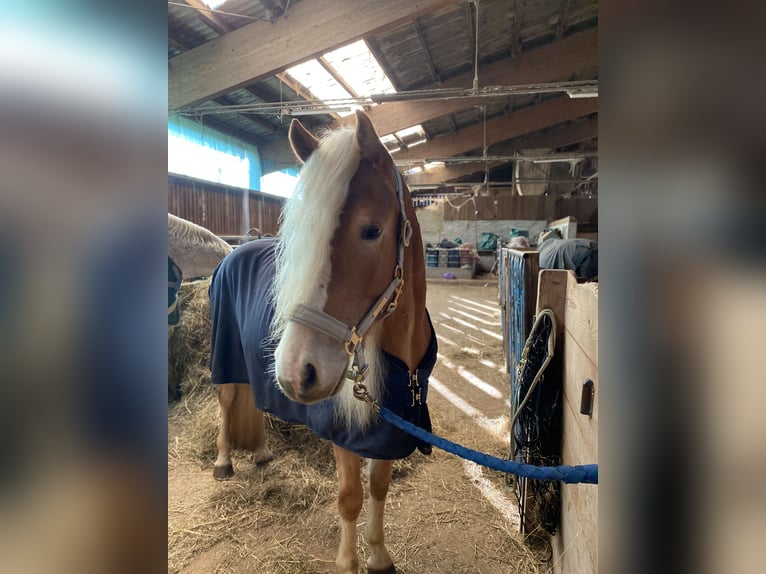 Edelbluthaflinger Gelding 3 years 14,3 hh Chestnut-Red in H&#xFC;ffenhardt
