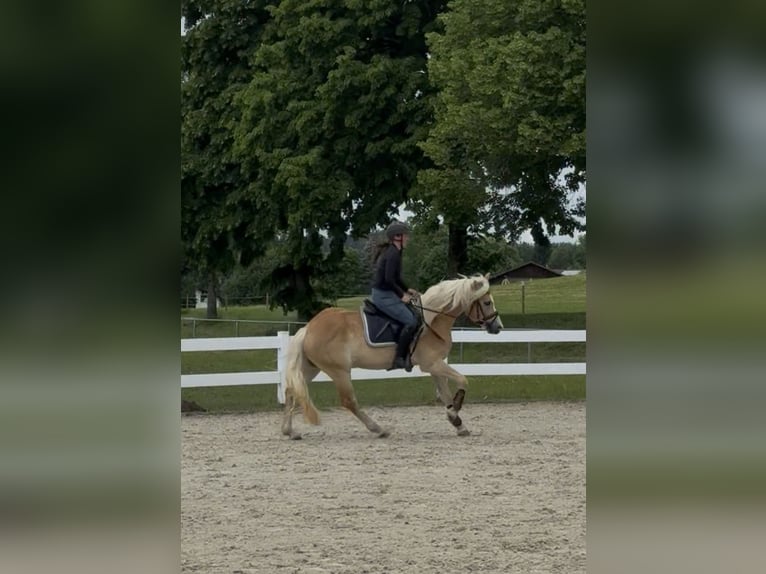 Edelbluthaflinger Gelding 3 years 15 hh  in Isny im Allgäu