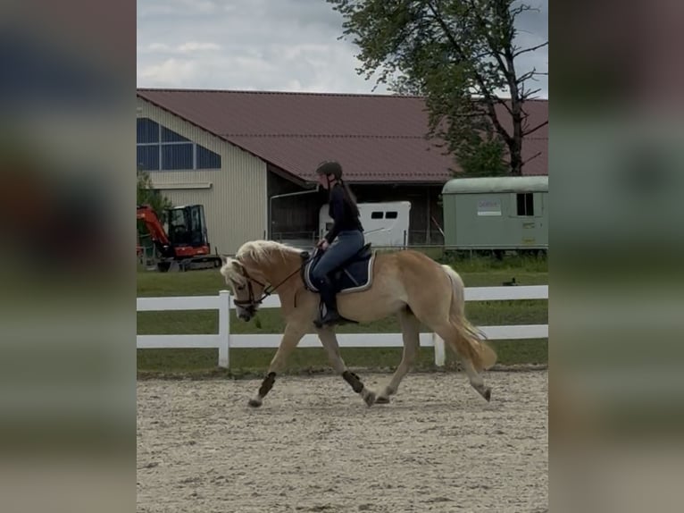 Edelbluthaflinger Gelding 3 years 15 hh  in Isny im Allgäu
