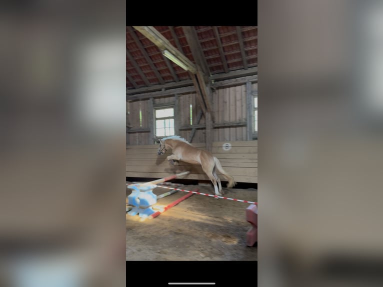 Edelbluthaflinger Gelding 3 years 15 hh  in Isny im Allgäu