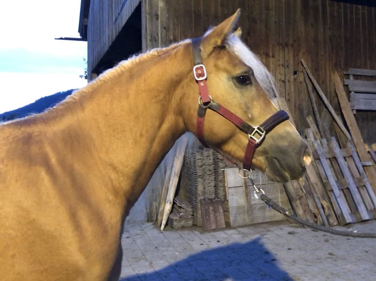 Edelbluthaflinger Gelding 3 years 15,1 hh Chestnut-Red in Bayrischzell