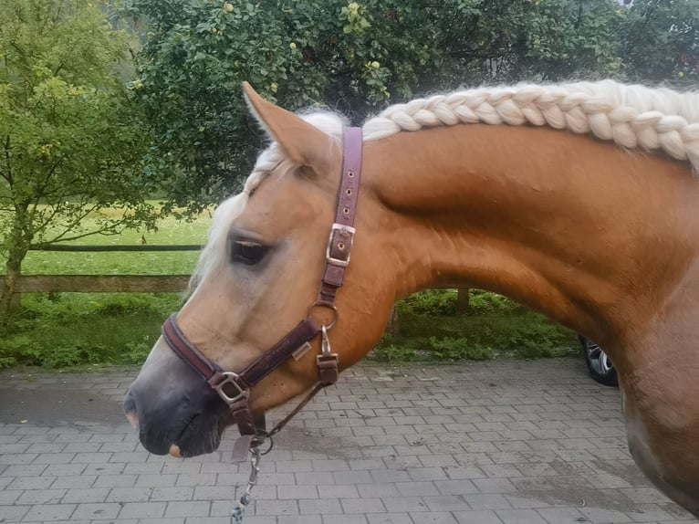 Edelbluthaflinger Gelding 3 years 15,1 hh Chestnut-Red in Bayrischzell