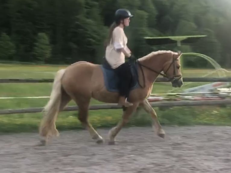 Edelbluthaflinger Gelding 3 years 15,1 hh Chestnut-Red in Bayrischzell