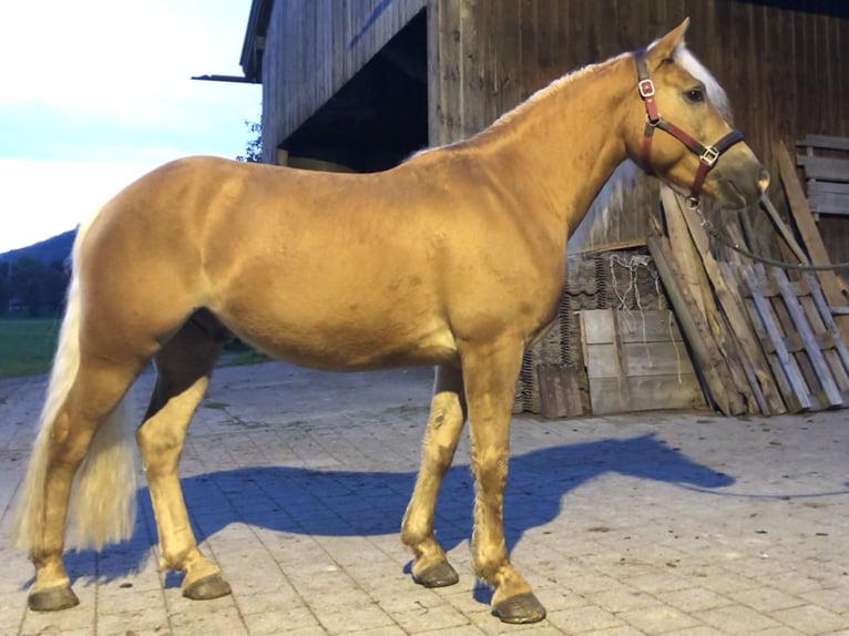 Edelbluthaflinger Gelding 3 years 15,1 hh Chestnut-Red in Bayrischzell