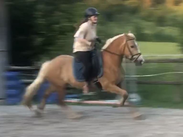 Edelbluthaflinger Gelding 3 years 15,1 hh Chestnut-Red in Bayrischzell