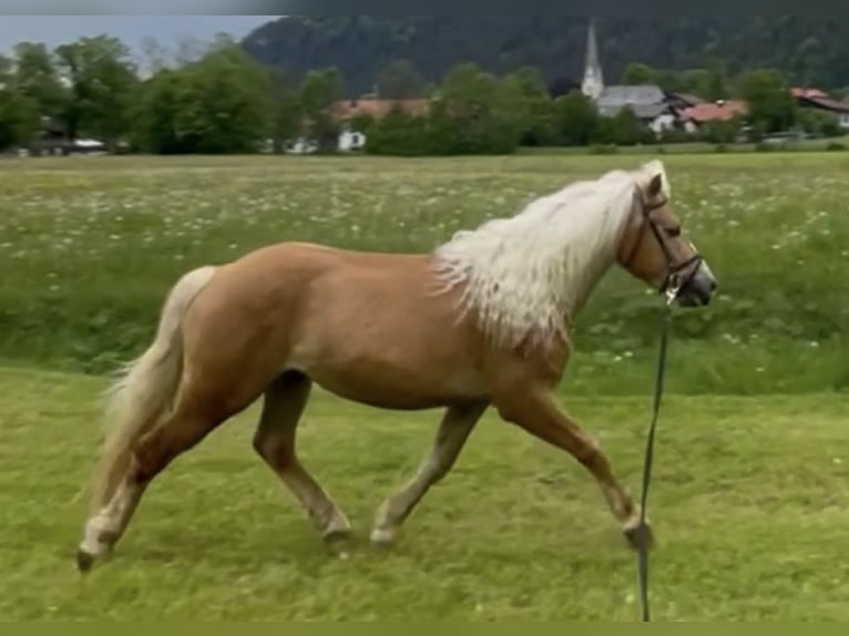 Edelbluthaflinger Gelding 3 years 15,1 hh Chestnut-Red in Bayrischzell