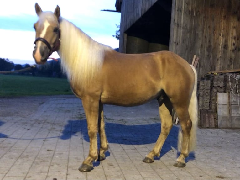 Edelbluthaflinger Gelding 3 years 15,1 hh Chestnut-Red in Bayrischzell