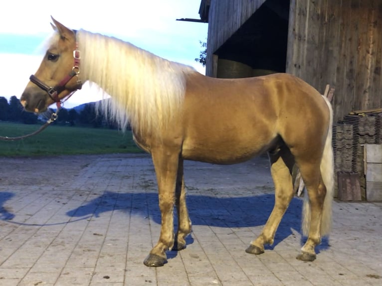 Edelbluthaflinger Gelding 3 years 15,1 hh Chestnut-Red in Bayrischzell