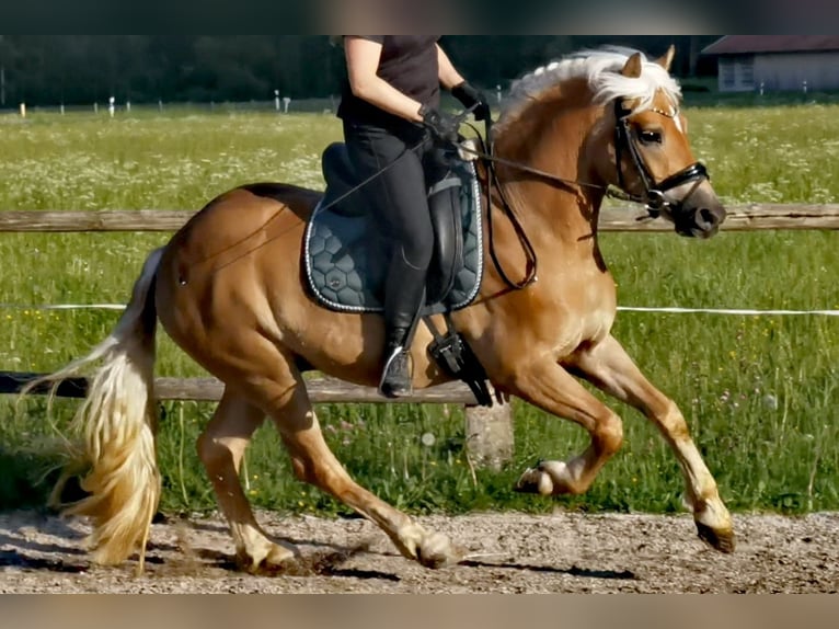 Edelbluthaflinger Gelding 4 years 13.3 hh Chestnut-Red in Bayrischzell