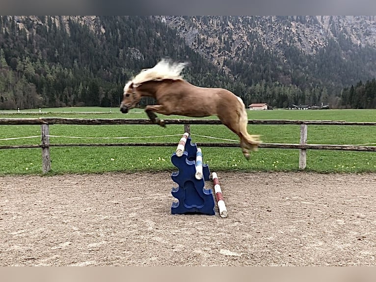 Edelbluthaflinger Gelding 4 years 13.3 hh Chestnut-Red in Bayrischzell