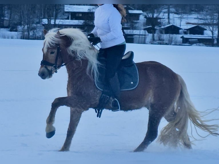 Edelbluthaflinger Gelding 4 years 13,3 hh Chestnut-Red in Bayrischzell