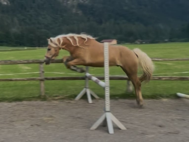 Edelbluthaflinger Gelding 4 years 14.2 hh Chestnut-Red in Bayrischzell