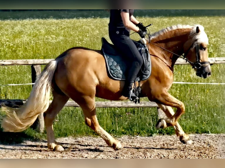 Edelbluthaflinger Gelding 4 years 14.2 hh Chestnut-Red in Bayrischzell