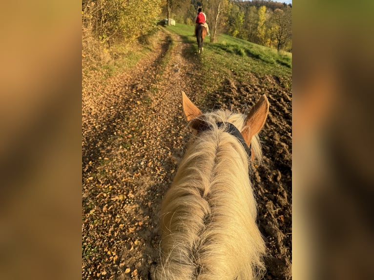 Edelbluthaflinger Gelding 4 years 14,1 hh Chestnut-Red in Waxenberg