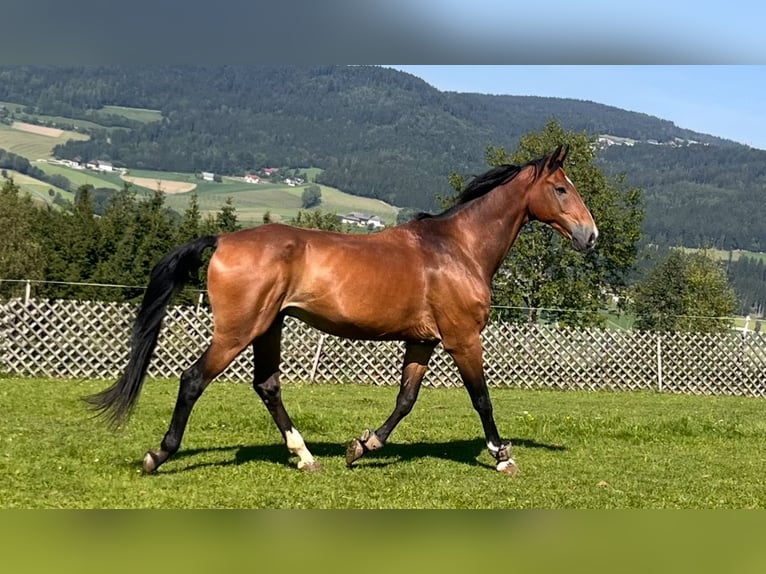 Edelbluthaflinger Gelding 4 years 14,1 hh Chestnut-Red in Waxenberg