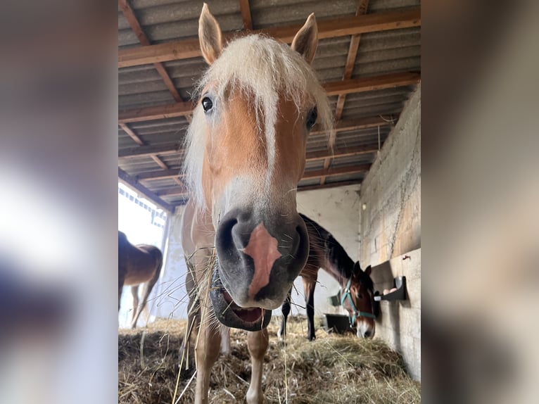 Edelbluthaflinger Gelding 4 years 14,1 hh Chestnut-Red in Waxenberg