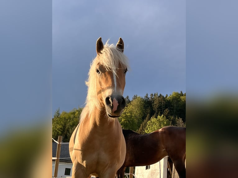 Edelbluthaflinger Gelding 4 years 14,1 hh Chestnut-Red in Waxenberg