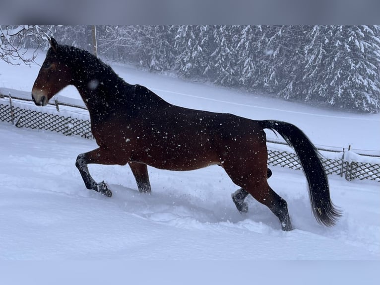 Edelbluthaflinger Gelding 4 years 14,1 hh Chestnut-Red in Waxenberg