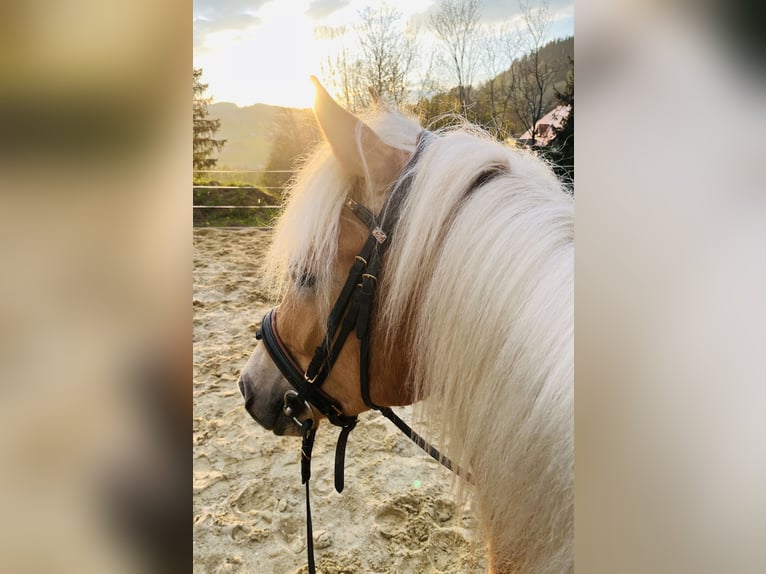Edelbluthaflinger Gelding 4 years 14,1 hh Chestnut-Red in Waxenberg