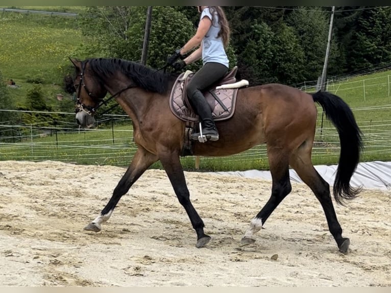 Edelbluthaflinger Gelding 4 years 14,1 hh Chestnut-Red in Waxenberg