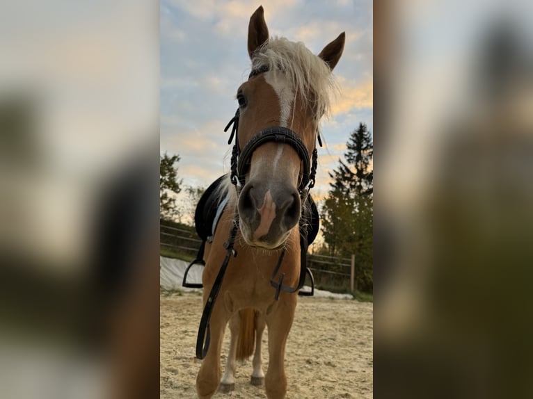 Edelbluthaflinger Gelding 4 years 14,1 hh Chestnut-Red in Waxenberg