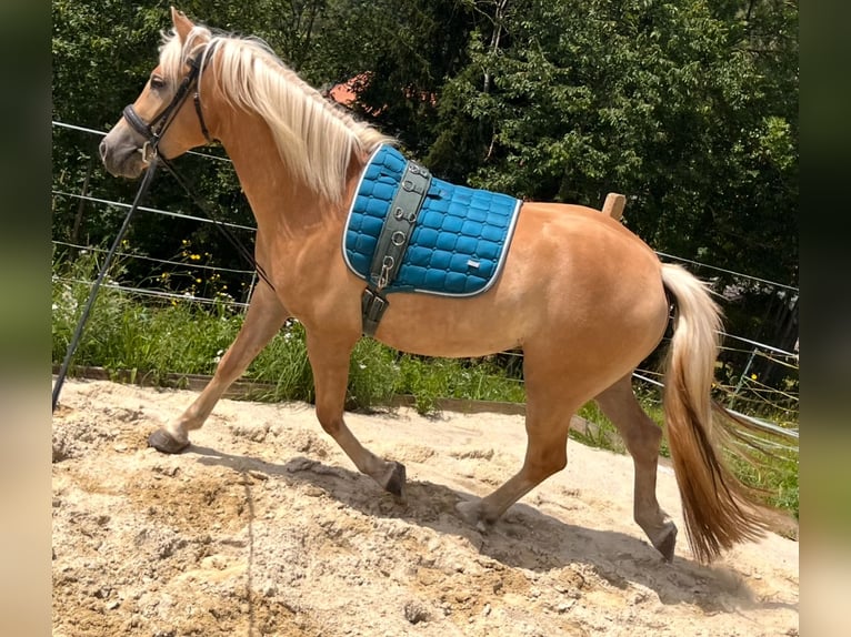 Edelbluthaflinger Gelding 4 years 14,1 hh Chestnut-Red in Waxenberg