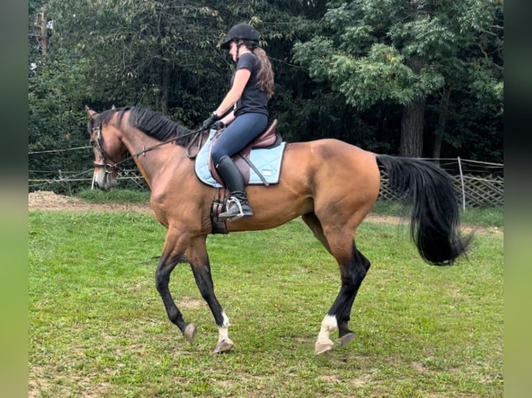 Edelbluthaflinger Gelding 4 years 14,1 hh Chestnut-Red in Waxenberg